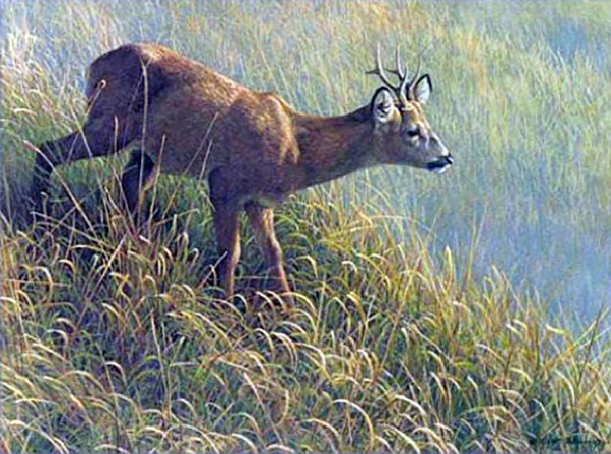 Morning Dew - Roe Deer